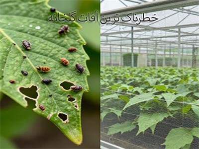 خطرناک‌ترین آفات گلخانه و روش جلوگیری از ورود آن‌ها